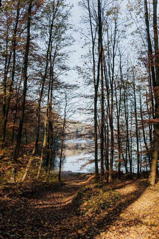 Ścieżka przez drzewa prowadząca nad jezioro